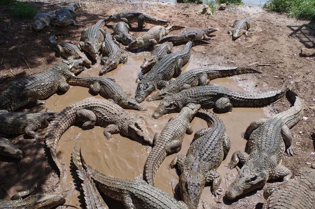 cuba, crocodile farm, crocodiles, cuba, crocodile farm, crocodiles, crocodiles, crocodiles, crocodiles, crocodiles